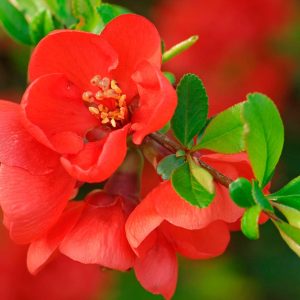 Айва японская саженцы