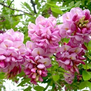 Акация саженцы