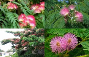 Альбиция саженцы