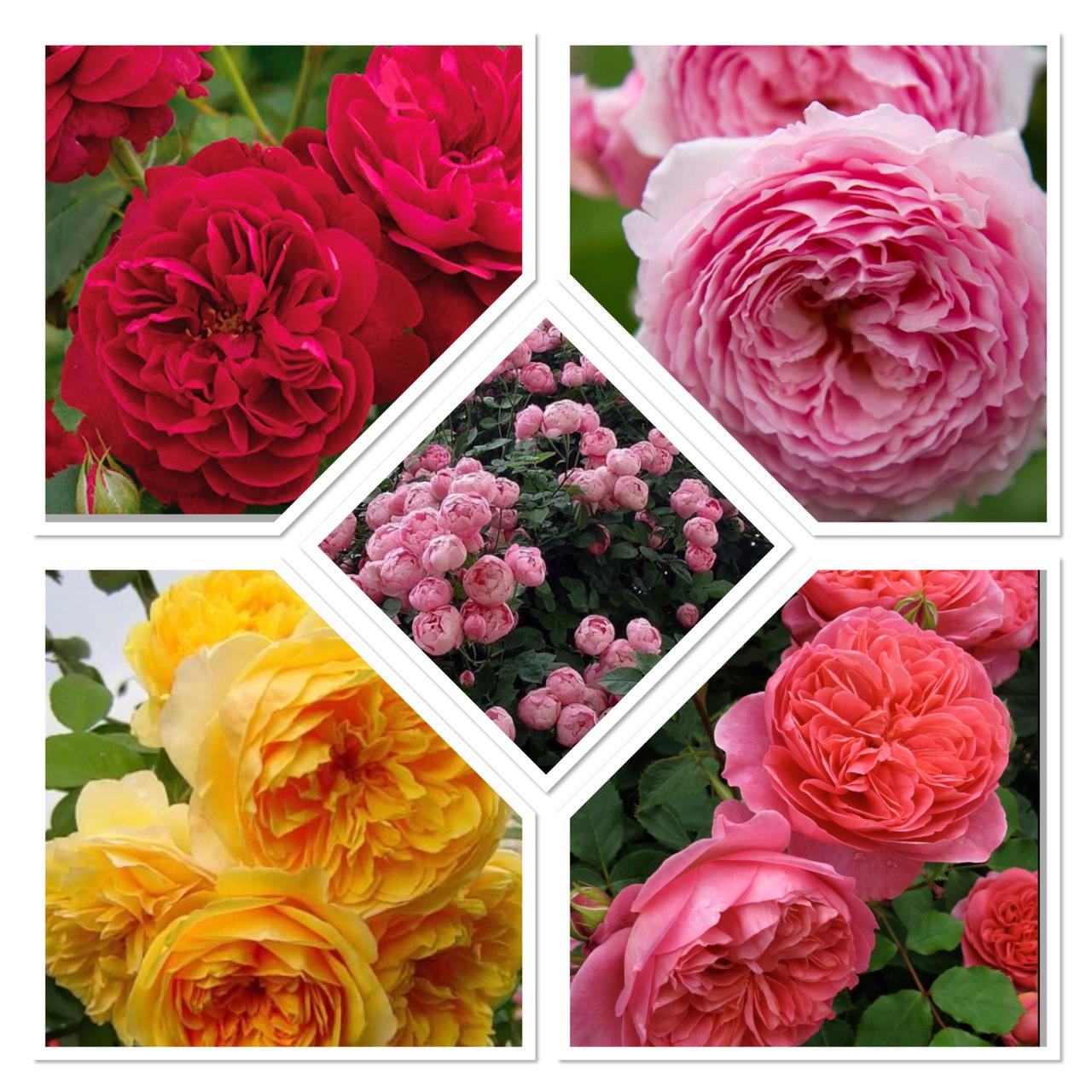 Английские розы саженцы