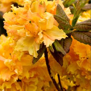 Азалия саженцы