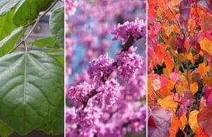 Багрянник саженцы