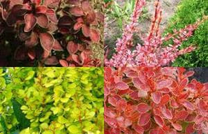 Барбарис саженцы