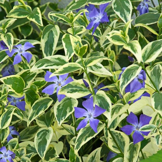 Барвинок саженцы