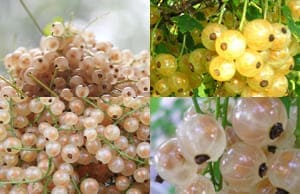 Белая Смородина саженцы