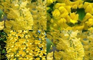 Бобовник саженцы