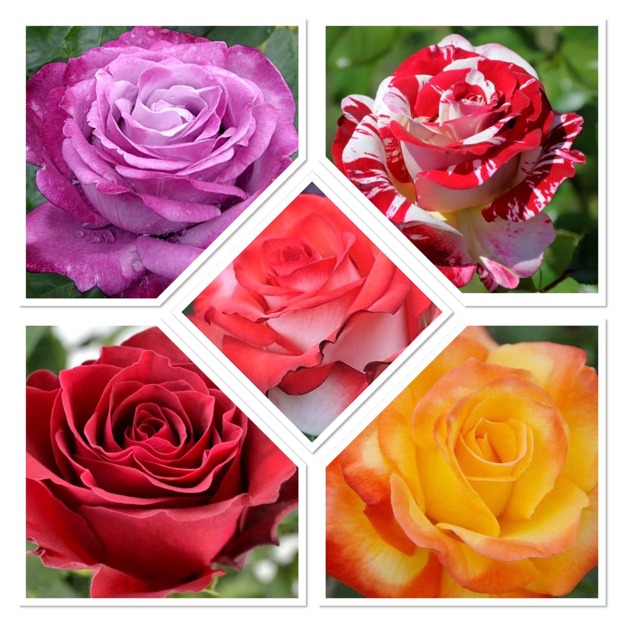 Чайно-гибридные розы саженцы