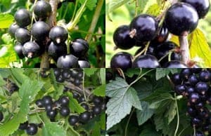 Черная Смородина саженцы