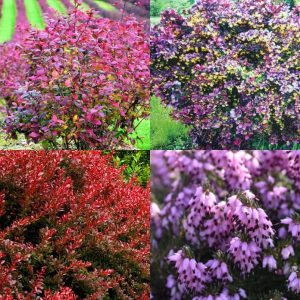 Саженцы декоративных кустарников