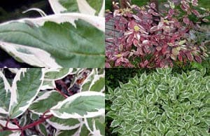 Дерен саженцы