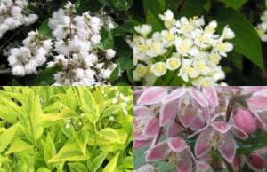 Дейция саженцы