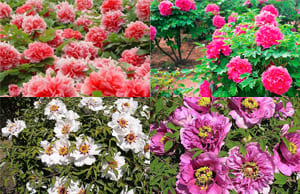 Пион Древовидный