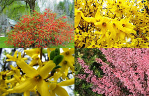 Саженцы Форзиции