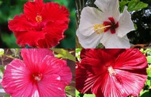 Гибискус саженцы