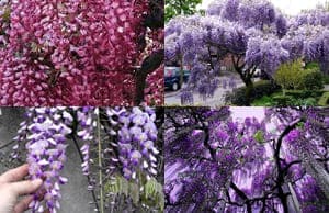 Глициния саженцы