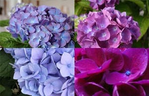 Гортензия саженцы