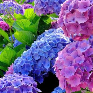 Гортензия крупнолистная саженцы