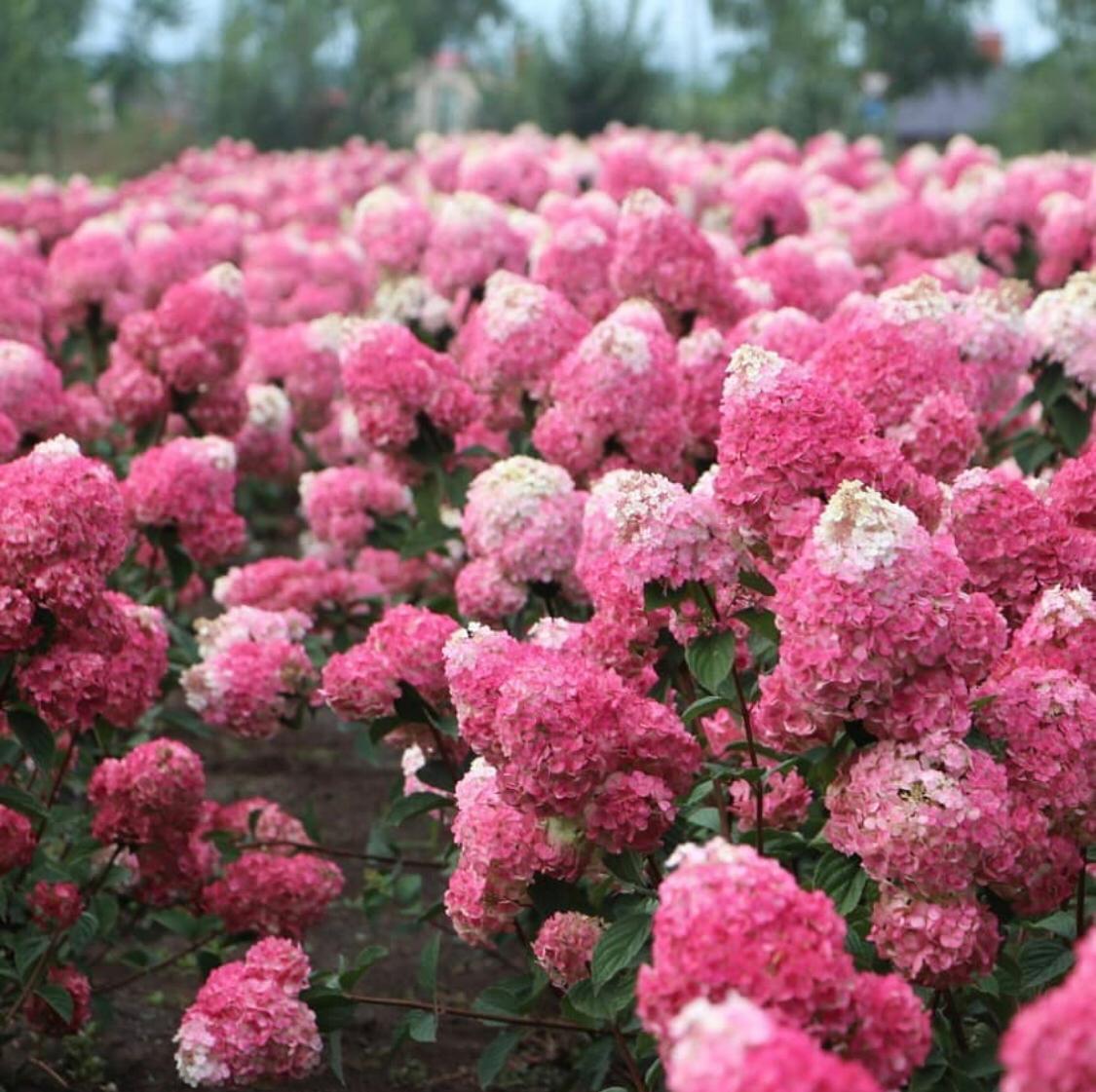 Гортензия метельчатая саженцы
