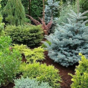 Хвойные деревья и кустарники