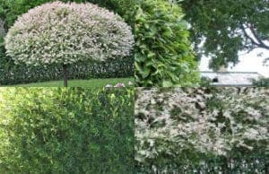 Ива саженцы