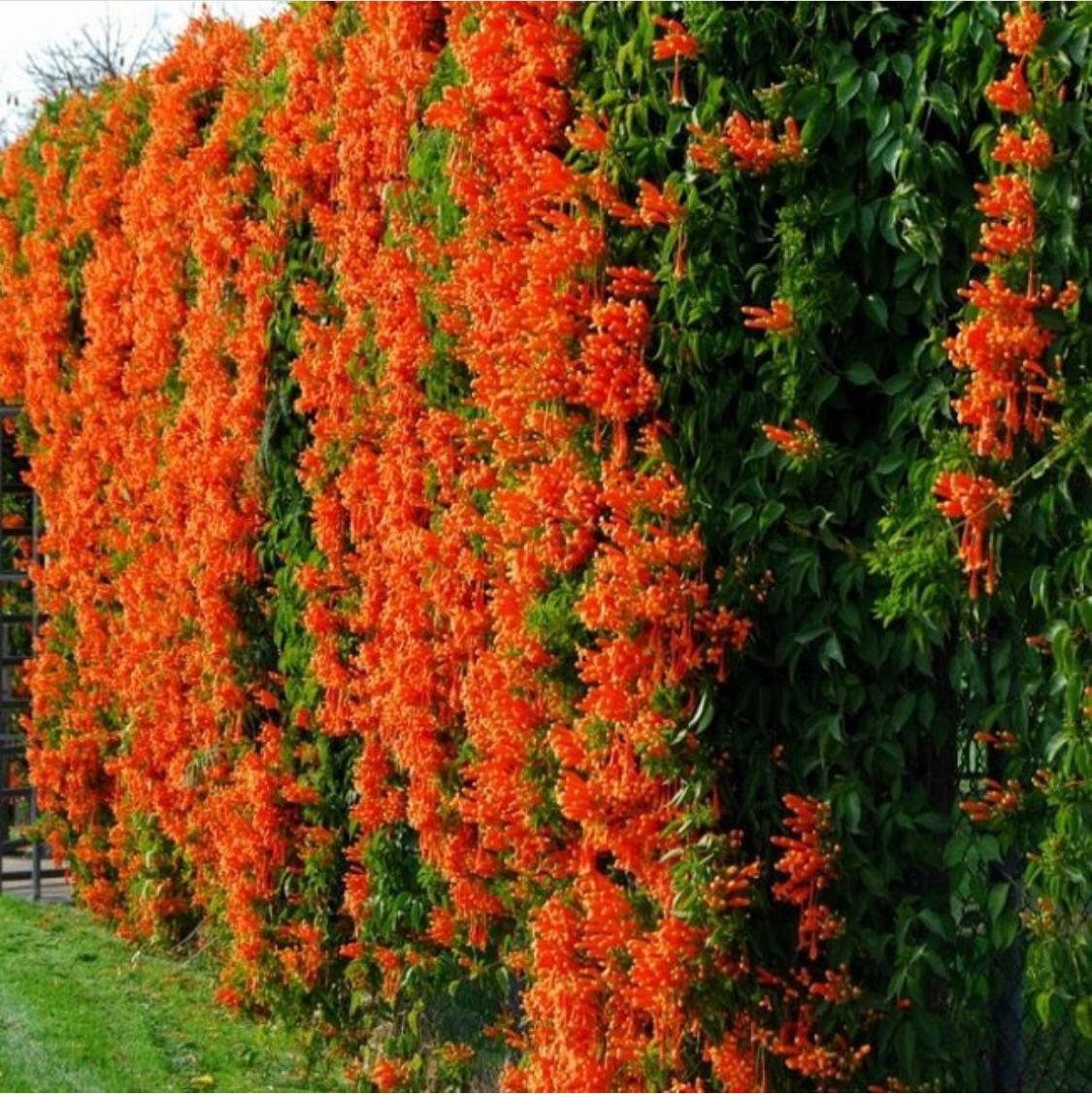 Камсис саженцы