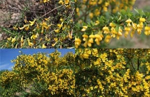 Карагана саженцы