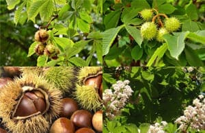 Каштан саженцы