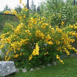 Керрия саженцы