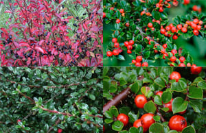 Кизильник саженцы