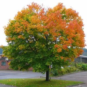 Лиственные деревья саженцы