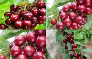 Саженцы колоновидной Черешни