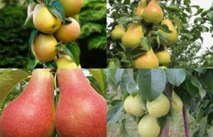 Саженцы колоновидной Груши