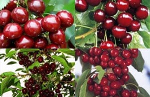 Саженцы колоновидной Вишни