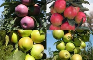 Саженцы колоновидной Яблони