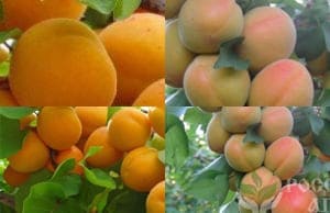 Саженцы колоновидного Абрикоса