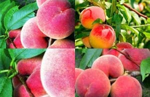 Саженцы колоновидного персика