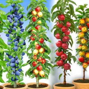 Колоновидные деревья саженцы