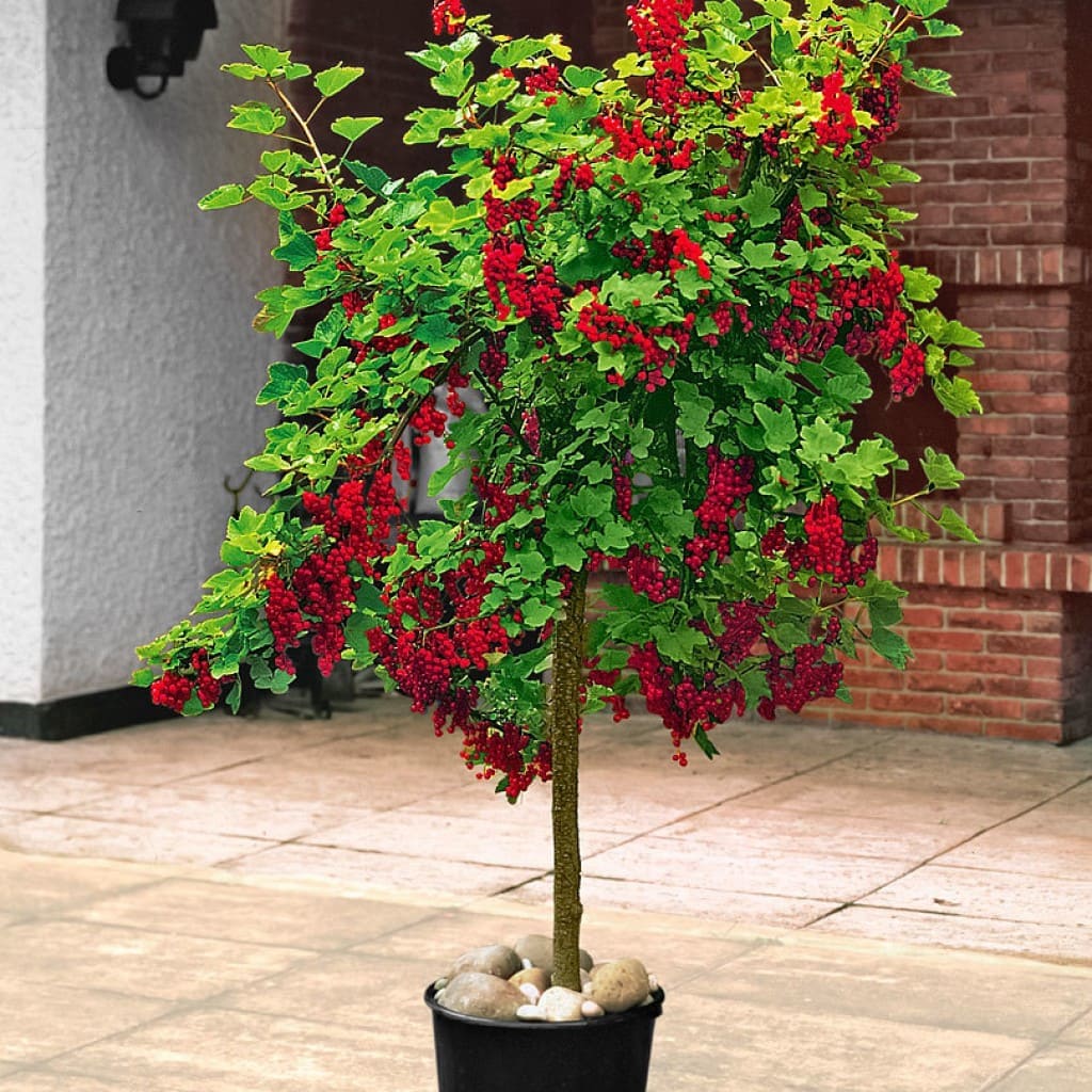 Красная штамбовая смородина саженцы