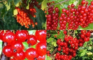 Смородина Красная саженцы