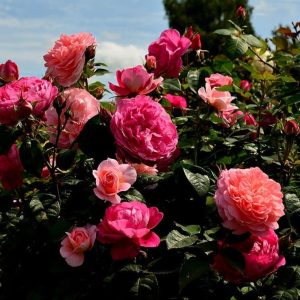 Кустовые розы саженцы