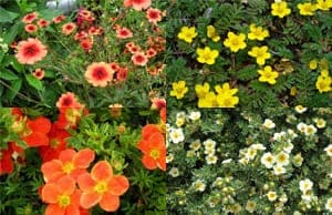 Саженцы Лапчатки