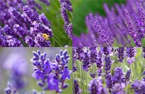 Саженцы Лаванды