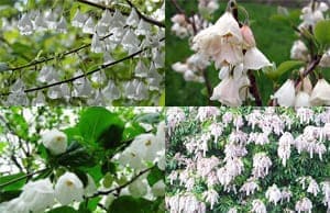 Ландышевое дерево саженцы