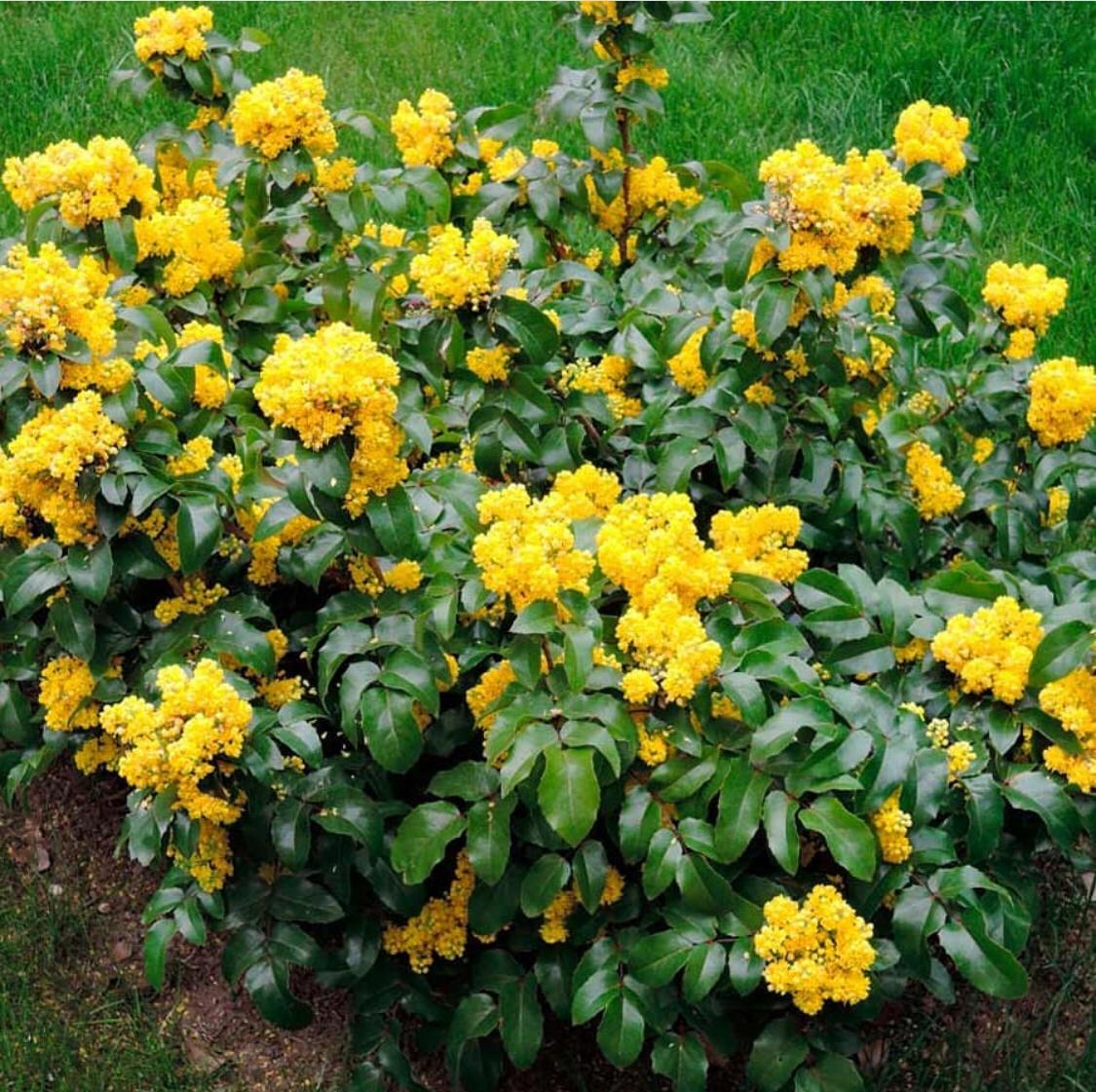 Магония саженцы