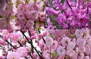 Миндаль Декоративный саженцы