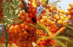 Облепиха саженцы