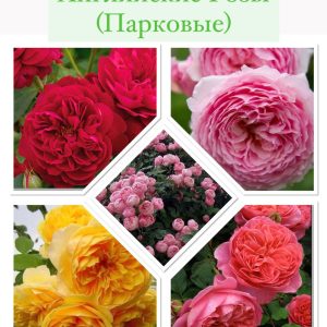 Парковые розы саженцы