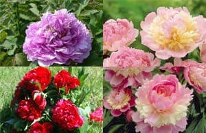 Пион Травянистый саженцы