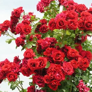 Плетистые розы саженцы