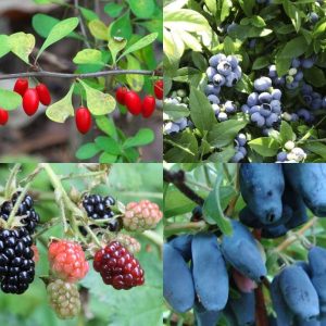 Плодовые кустарники саженцы